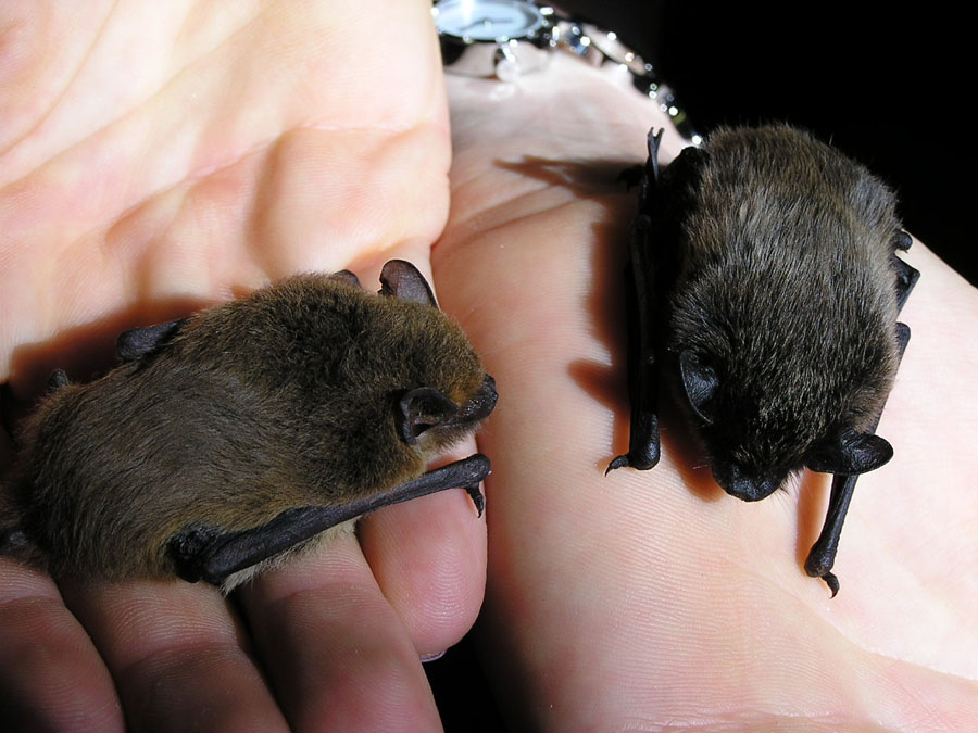 Nyctalus sp. e Pipistrellus sp.